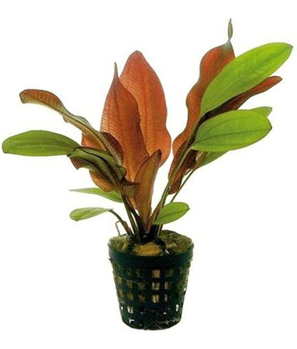Pack Echinodorus Decorativo 3 Piezas - Ozelot Amazonas Rubin