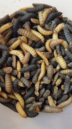 60 Larvas Vivas De Mosca Soldado Negro