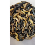 60 Larvas Vivas De Mosca Soldado Negro