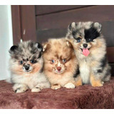 Vendo Pomeranians Mini 