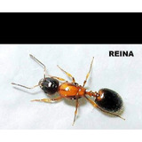 Hormiga / Monomorium Cekalovici Reina / Criadero / Mascota 