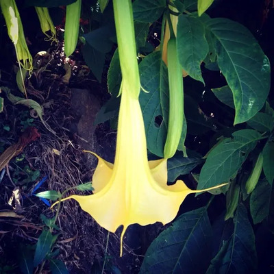 10 Semillas De Brugmansia -  Floripondio Amarillo Cod. 537 | Envío gratis
