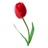 Bulbo De Tulipan Rojo