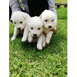 Cachorros Samoyedo