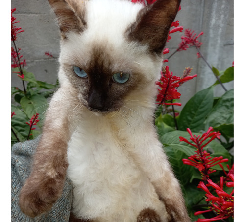 Gatita Siames , Rebajada X Esta Semana.