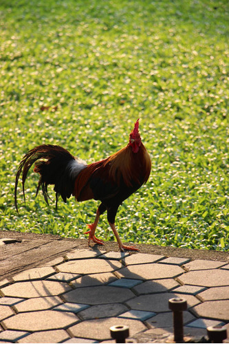 Vinilo Decorativo 60x90cm Gallo Pajaro Pico Pluma M5