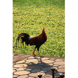 Cuadro 20x30cm Gallo Pajaro Pico Pluma Rooster Ave Bird M5