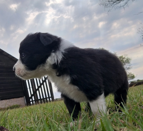  Cachorros  Border Collie Chê Ivoty 