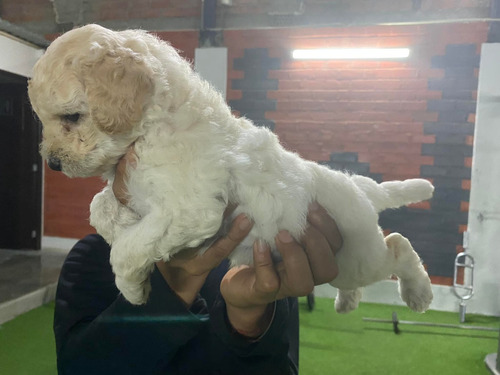 Cachorros Poodle Miniatura