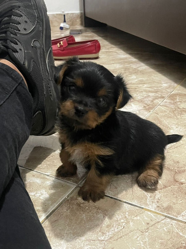 Yorkshire Terrier Hembra