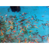 Peces Carpas Koi De Estanque 9 Cm