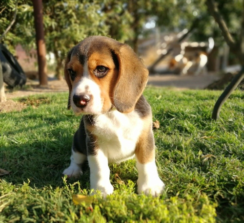 Bellos Beagle Enano Tricolor 