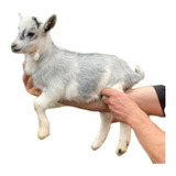 Mini Cabras Belas Compactas E Perfeitas Para Espaços Menores