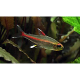 Tetra Luminoso