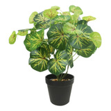 Plantas Artificiales Decorativas Polyscias 35 Cm Escritorio 