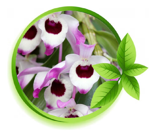 2 Lindas Mudas Orquidea Dendrobium Nobile Variegata Gardenmg