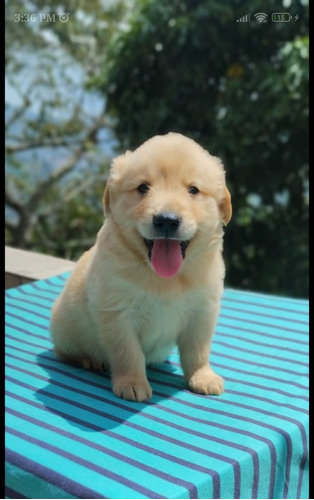 Cachorro Golden Retriever