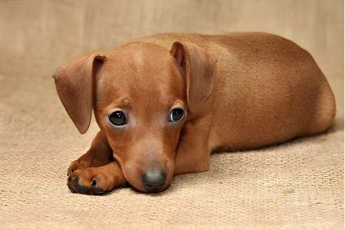 Perros Pinscher Miniatura Con Pedigree Cachorros