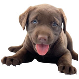 Cachorro Labrador Chocolate Animal Pets