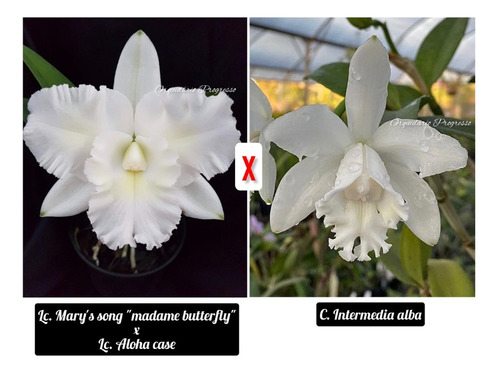 Muda De Orquídea Cattleya Alba