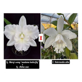 Muda De Orquídea Cattleya Alba