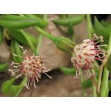 Senecio Radicans - Suculenta Rara - Colección.