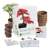 Bonsai Trio Kit, 3 Árboles Bonsai Distintivos Para Crecer.
