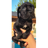 Cachorros Cane Corso