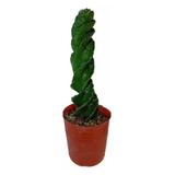 Cactus Espiralado Grande 