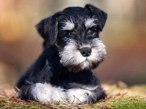 Cachorro Schnauzer Mini.  03