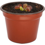 Paquete De 3 Plantas Carnivoras