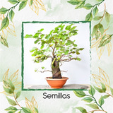 200 Semillas De Bonsái Alnus Acuminata