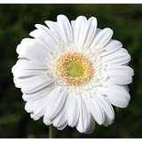 50 Semillas De Flor De Gerbera Blanco 