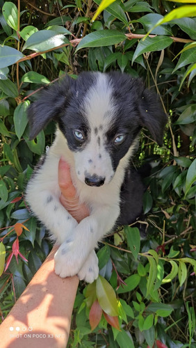 Hermoso Cachorro Border Collie De Ojos Azules Disponible