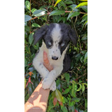 Hermoso Cachorro Border Collie De Ojos Azules Disponible