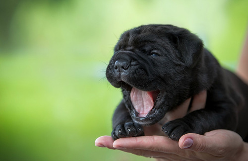 Cachorro Shar Pei Negro 03