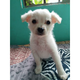 Ultima Hembra Disponible Poodle Maltes 