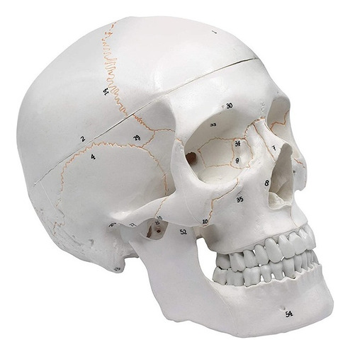 Modelo Anatómico Del Cráneo Humano