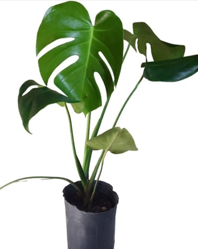 Mostera Deliciosa Arbusto X10, 50cm - Maceta Incluida