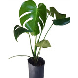 Mostera Deliciosa Arbusto X10, 50cm - Maceta Incluida