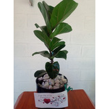 Ficus Pandurata - Hermoso - Entrega Gratis Caba Y Gba