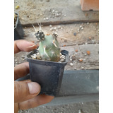 Cactus Tephrocactus Papyracanthus Chico