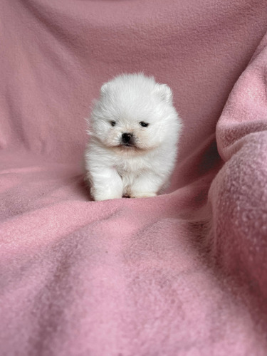 Cachorrita Pomerania Blanca Inscrita