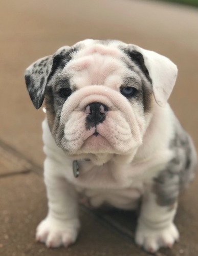 Bulldog Inglés Merle