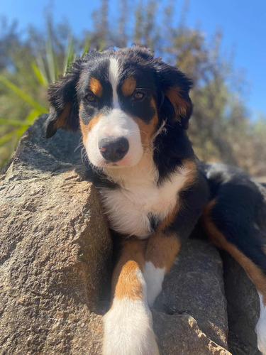 Cachorro Boyero De Berna Hembrita  Entrega Inmediata