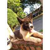 Cachorros Akita Americano Perros En Venta Medellín 