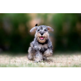 Schnauzer Mini - Envios