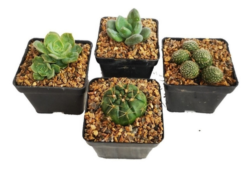 Cactus Y Suculentas De Diferentes Especies Pack X3 Unidades
