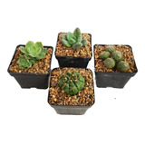 Cactus Y Suculentas De Diferentes Especies Pack X3 Unidades