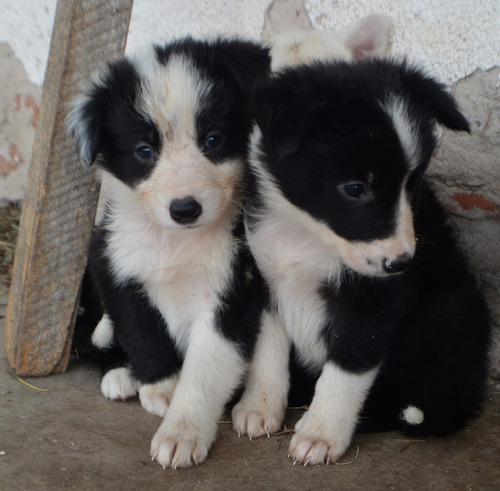 Cachorros Border Collie